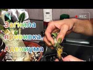 Адениум. Спасаю сорт загнившей прививки адениума.