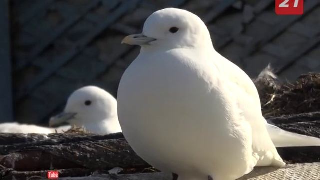 Заповедник: Пернатое царство Арктики смотреть онлайн