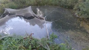 форель янтарная в обычном копаном пруду мальки