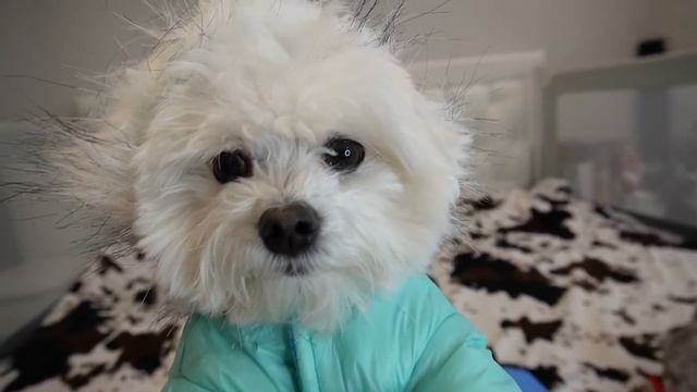 24 ЧАСА С УТКОЙ ЛАЛАФАНФАН! Купаем УТКУ в ПЕНЕ! смотреть онлайн