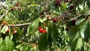 Черешня «Талисман» Prunus avium