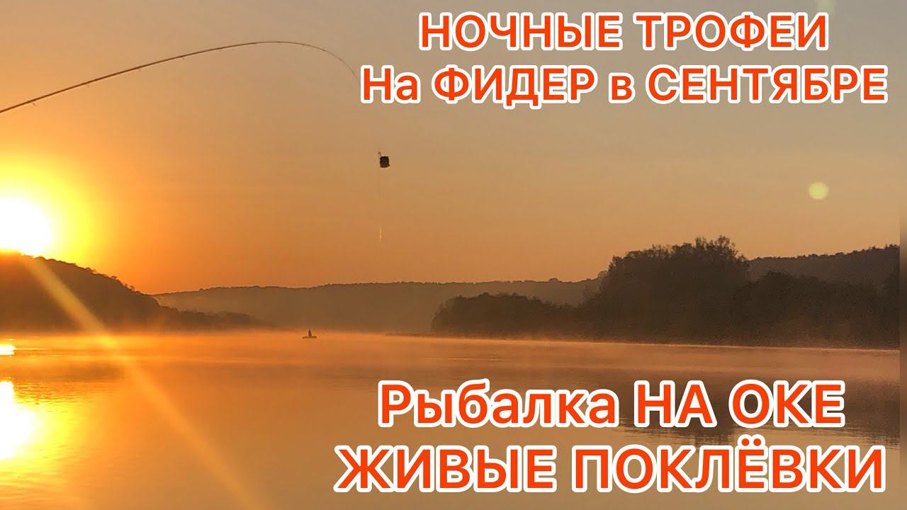 РЫБАЛКА на ОКЕ / ЖИВЫЕ ПОКЛЁВКИ / КАК поставить РЫБУ на ТОЧКУ / НОЧНЫЕ ТРОФЕИ смотреть онлайн