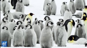 10 удивительных фактов о том, как спят животные