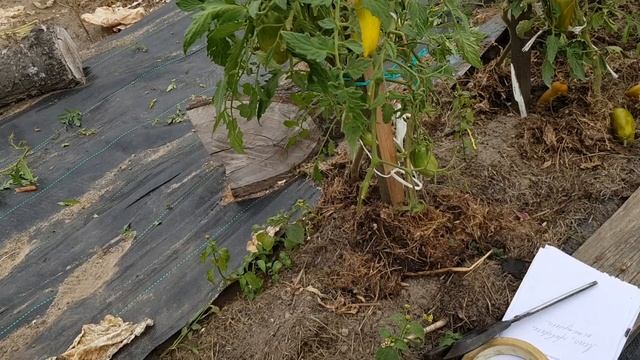 Томат Зеленый сосиска от Аэлиты. ПУТАНИЦА в зеленом болоте !!!! Разочарование 2022
