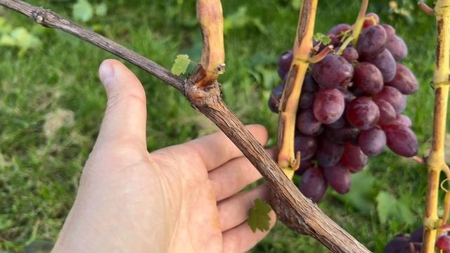 Виноград Сюзанна (Красная пуля) в Беларуси (01.10.22) смотреть онлайн