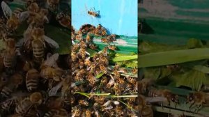 Кучка пчёл на земле, что это такое ?