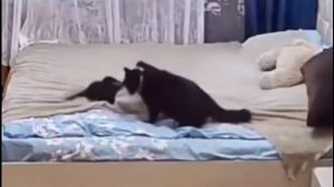 Cat Кошки Котята Коты #Shorts 1174.mp4