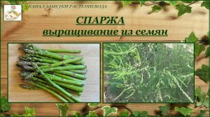 Спаржа выращивание из семян, уход