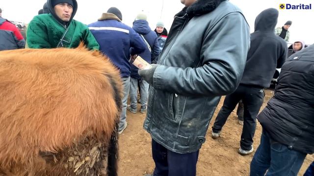 ХОРАЗМ МОЛ БОЗОР  НАРХЛАРИ  7-ФЕВРАЛЬ  БОГОТ   UZLIDER TV смотреть онлайн