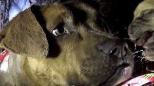 Собака провожала поцелуем каждого щенка, которого забирали люди