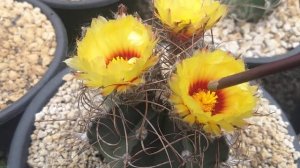 Astrophytum capricorne. Polinización