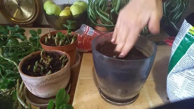 Шок и Ужас! Каланхоэ 2 года без ухода. Обрезка. Посадка. Черенкование каланхое. смотреть онлайн