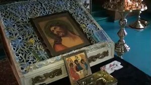 Частица мамврийского дуба - в Сальске