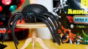 Big Animal World Пауки и насекомые: огромная чёрная вдова!