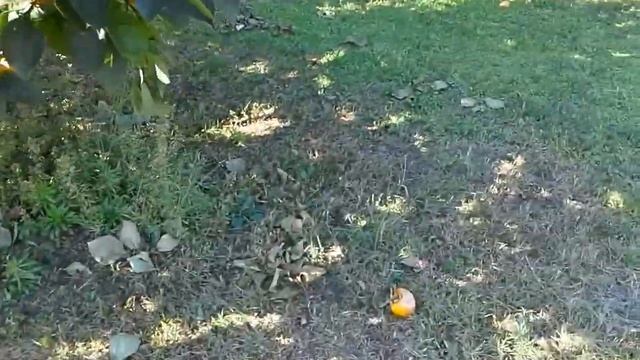 Так растет хурма смотреть онлайн