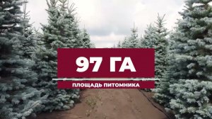 Питомник декоративных растений "ЁЛЫ-ПАЛЫ" Самарская обл. село Подстёпки.