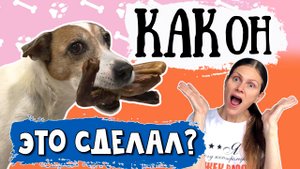 Я в ШОКЕ. Самая жадная собака в мире. Или вкусняшек много НЕ бывает