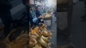 Китайцы живодёры, собаки на мясо..