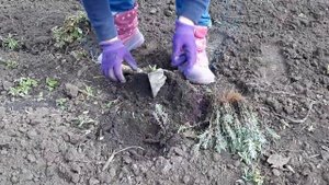 Подсаживаем саженцы лаванды на поле.