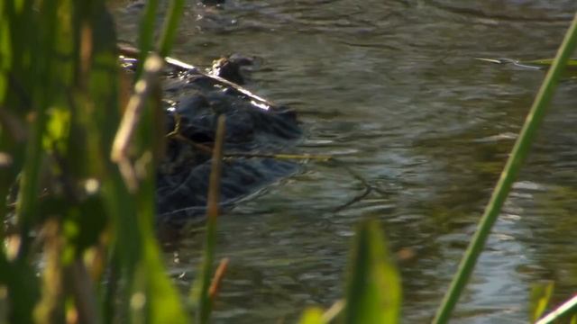 The Wild Soul Of The Everglades National Park | Free Documentary Nature
