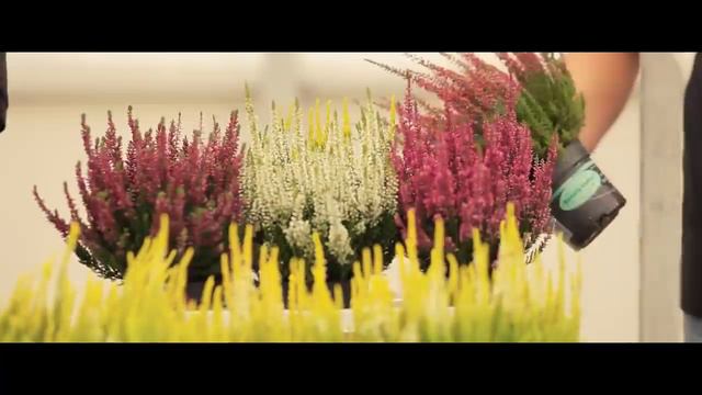 Calluna BEAUTY LADIES® Promotion - DE смотреть онлайн