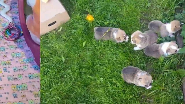 С-помет, щенки вельш корги пемброк п-к Фрай Винд, возраст 26-38 дней смотреть онлайн