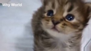 Cats Meowing – Munchkin Kittens Meowing Video – Cute Kitten Meowing Videos – Funny Cat Meows - MEOW