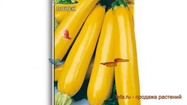 Кабачок обыкновенный Золотинка (zolotinka) ? Золотинка обзор: как сажать, семена кабачка Золотинка