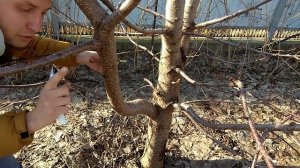 ПРИВИВКА ДРЕЛЬЮ✿ / СПОСОБ КОТОРЫЙ РАБОТАЕТ НА 100%©