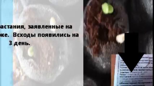 Пеларгония. Лучший способ посева. смотреть онлайн