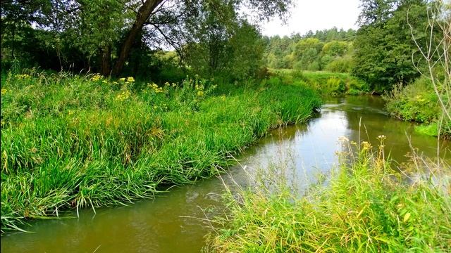 Расслабляющее пение птиц у реки для отдыха и сна. 5 часов релакса под пение птиц и шум реки.