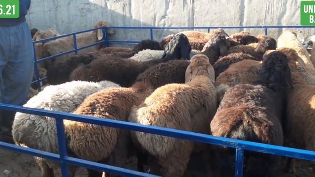 Ноокат Чөп Базар Кой Эчки Баалары 27.06.21 смотреть онлайн