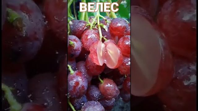 Виноград Велес