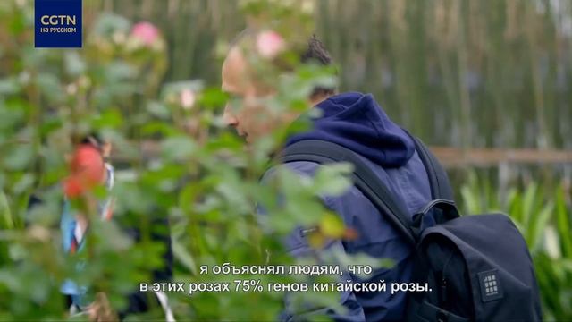 «Цветы Китая» 03 Китайская роза