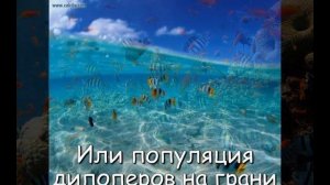 Что такое дипоперы?