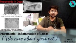 pneumonia in dogs || Inflammation of lungs || symptoms & Causes || Treatment || By. THE PET VISION