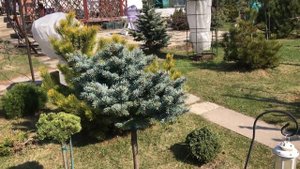 Ель колючая Сейнт Мэри’с Брум/ Picea pungens St. Mary’s Broom