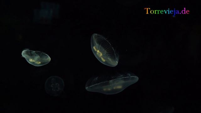 Oceanografic Valencia Aquarium смотреть онлайн