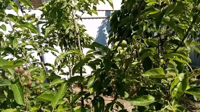 Яблоня.Вредители и болезни. Ржавчина листьев яблони. Признаки и методы борьбы. Фитоспорин. Делан. смотреть онлайн