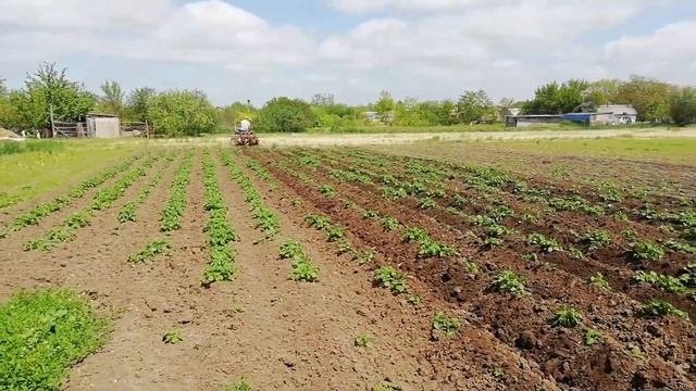 ОКУЧИВАЮ КАРТОФЕЛЬ, КАРТОФЕЛЬНЫЕ ЖУЛИКИ. Вредители картофеля.