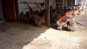 брама куропатчатый голубой