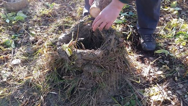 Постройка печи из глины в лесу смотреть онлайн