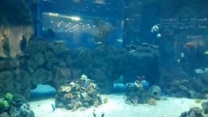 Огромный аквариум 30000 литров и большие рыбы . Очень красивые рыбы, морская вода