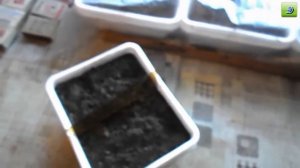 Табак посев семян