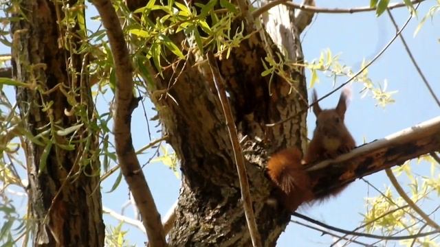 Как СКВОРЦЫ гоняли БЕЛКУ или КТО В МОЕМ ДОМИКЕ ЖИВЕТ? смотреть онлайн