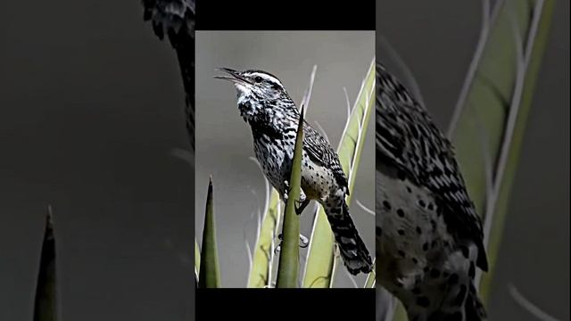 Лесные птицы для снятия стресса и бессонницы