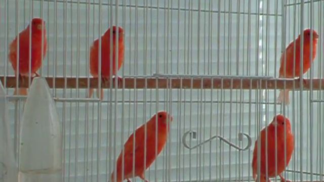 Красные канарейки птенцы 2012 самцы смотреть онлайн