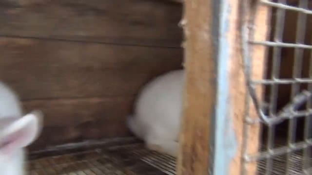 Распродаю кроликов, в чем причина? Обзор кроликов! Нужно идти в перед! НЗБ прощай! смотреть онлайн