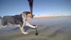 Собака бежит и прыгает с селфи палкой в зубах Dog running and jumping with self stick in his mouth