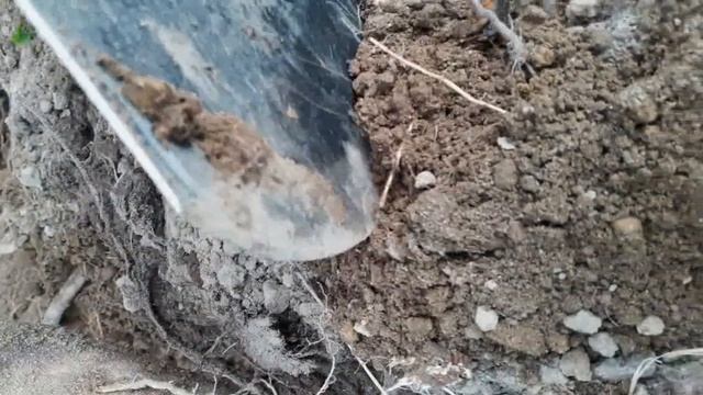 Медведка, капустянка или земляной рак смотреть онлайн